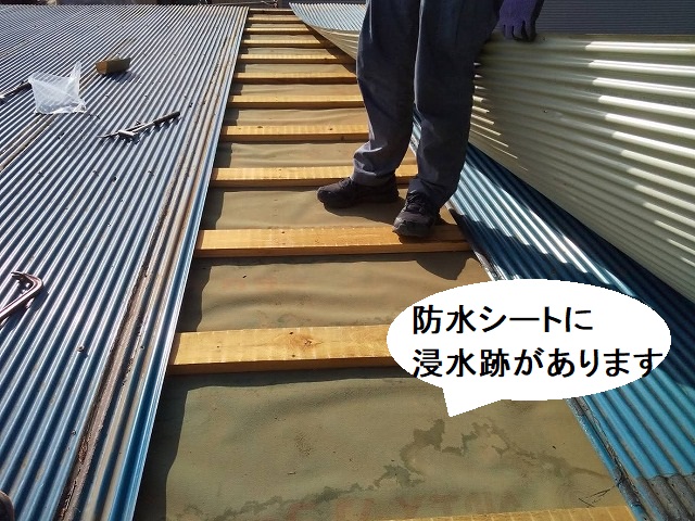 既存のトタン屋根を捲ると、防水シートに浸水痕が確認できる