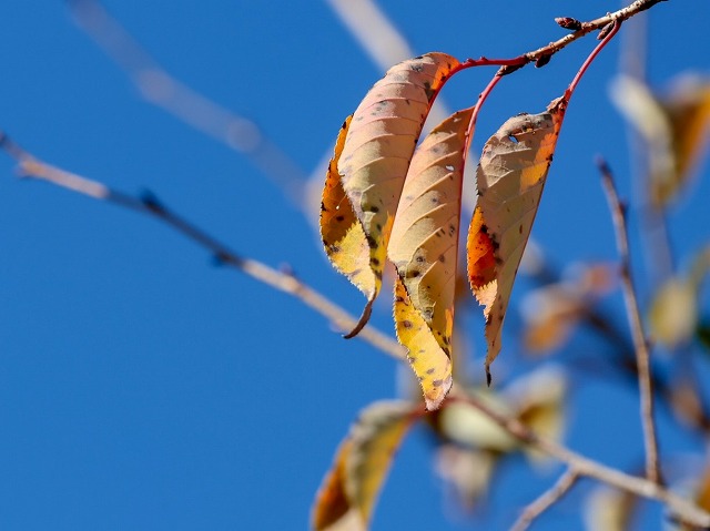 雨樋詰まりは清掃または落ち葉除けネット