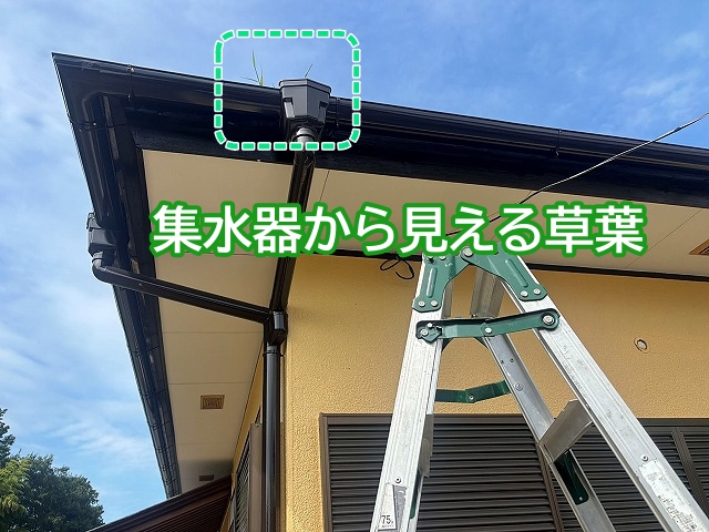 雨樋の集水器から伸びる草葉