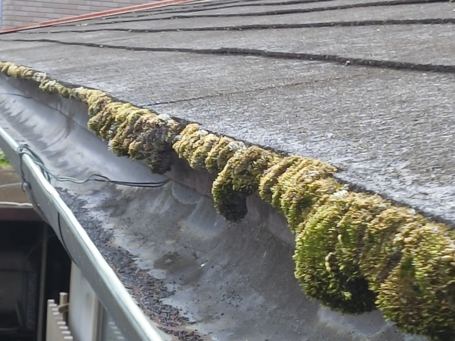 スレート屋根の軒先にビッシリ生えた苔