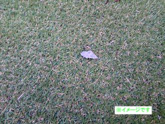 庭に落ちていた屋根の欠片