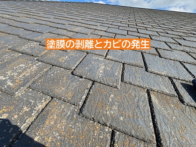 築36年が経過し塗膜剥離とカビが発生したアーバニー