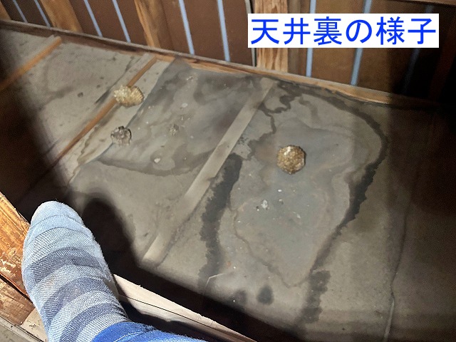 雨染みが広がった天井裏の様子