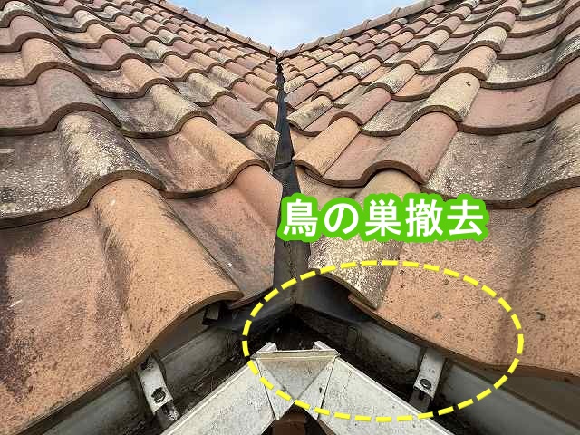 雨樋の詰まり原因だった鳥の巣を撤去