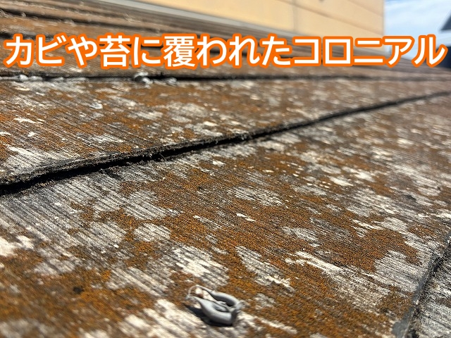 表面の塗膜が剥がれカビや苔が繁殖したコロニアル