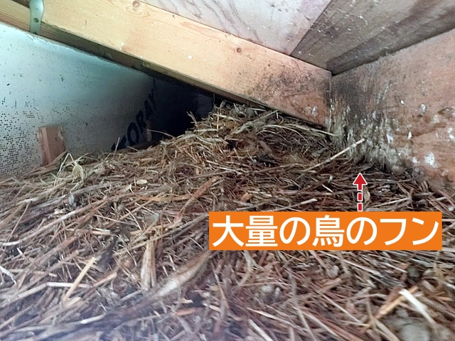 軒天の営巣跡に見つかった大量の鳥のフン