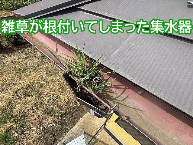 雑草がしっかり根付いてしまった集水器