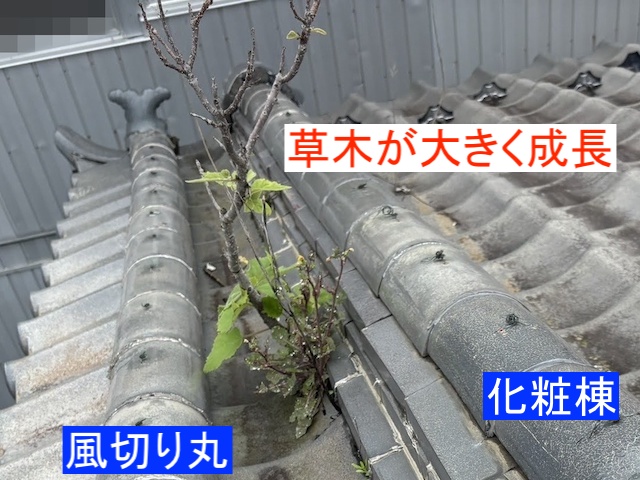 化粧棟の根元から大きく生えた草木