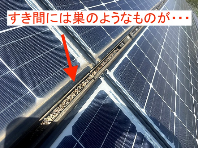太陽光パネルの隙間で見つかった巣材