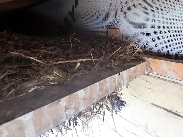 軒天の破損を放置すると小動物の住処になりやすい