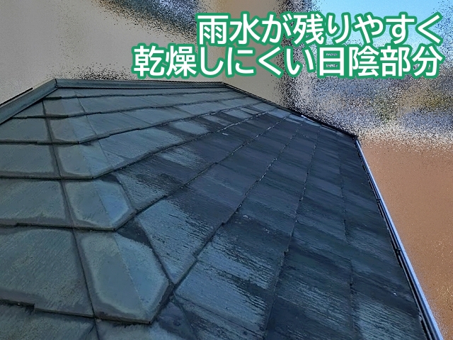 表面塗膜が劣化した屋根の日陰部分は水分が残りやすい