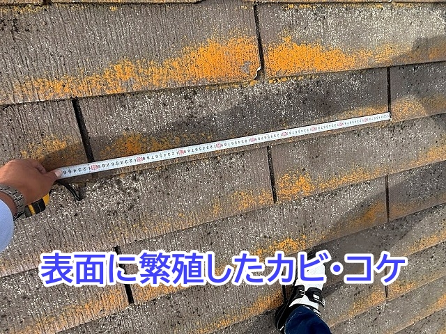 グリシェイドNEOの表面に繁殖したカビやコケ