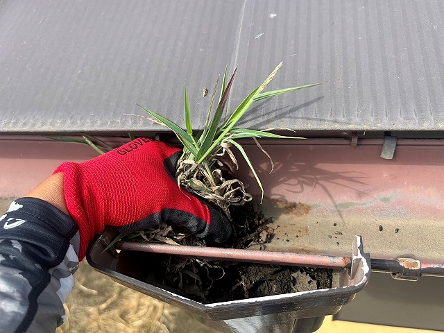 集水器に根付いた雑草を撤去