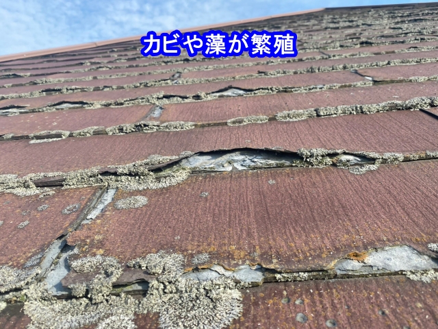 カビや藻が繁殖したパミール