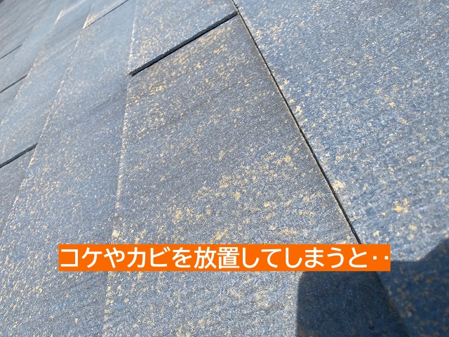 繁殖したコケやカビは早目の対処が必要