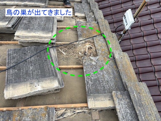 瓦を撤去すると鳥の巣が出てきた