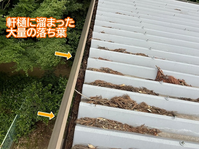 アパートの軒樋に大量に溜まった落ち葉