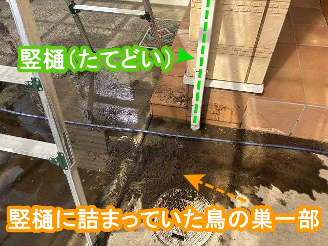 竪樋に詰まっていた鳥の巣の一部