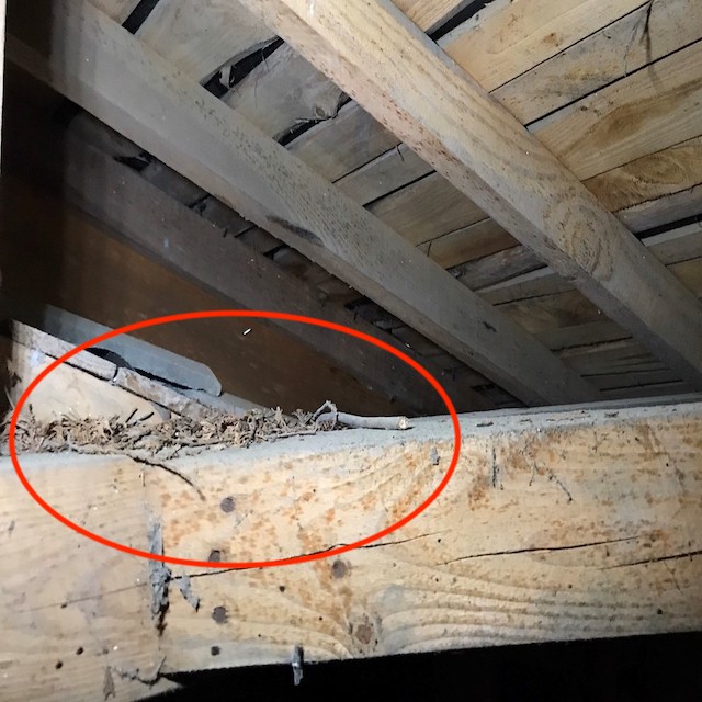 外から吹き込んだと思われる枝葉が梁に積もっている