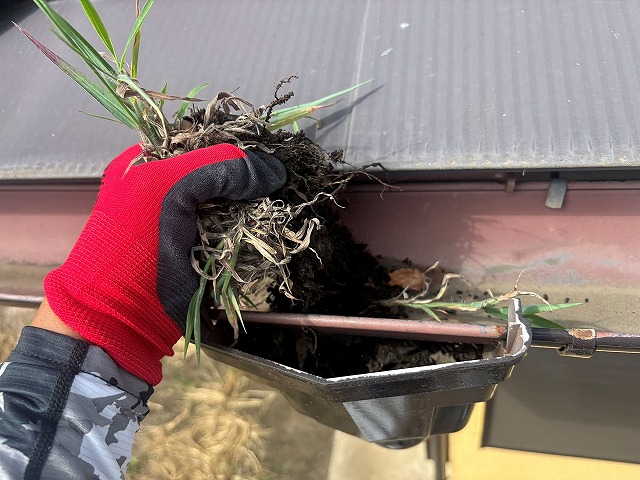 集水器に溜まった土に根を張った雑草