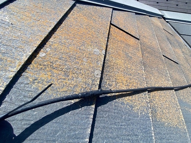 築10年のグリシェイドクァッドにコケやカビが生えた理由