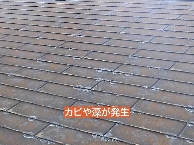 カビや藻が発生したグリシェイドネオ