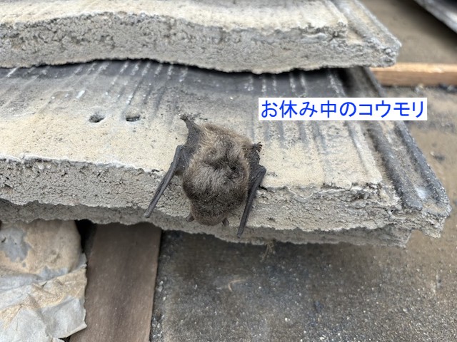 撤去した瓦にしがみついていたコウモリ