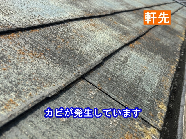 水下側にカビが発生しやすい