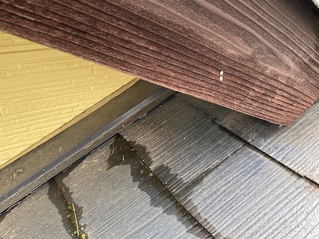 棟違いの軒裏に営巣した跡