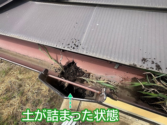 雑草を取り除いても集水器の中は土が詰まった状態