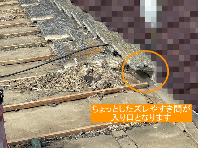 ケラバ瓦の隙間から鳥獣が入ったのか