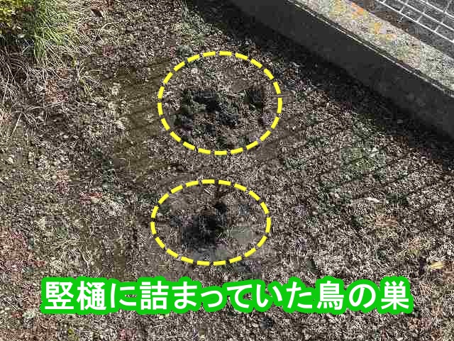 竪樋に詰まっていた鳥の巣の塊