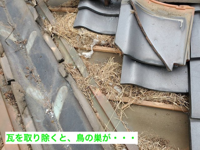 谷板金の周囲の瓦の下に鳥の巣