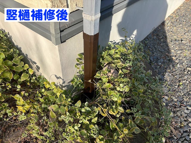 水戸市　付帯部も外壁と一緒に塗装　竪樋補修後の写真