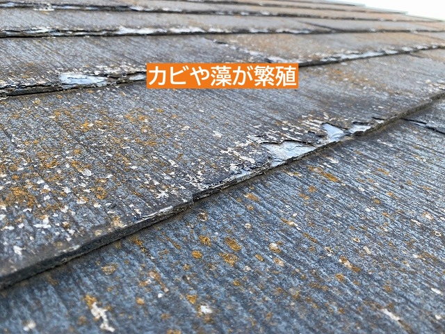 カビや藻が繁殖したパミール屋根