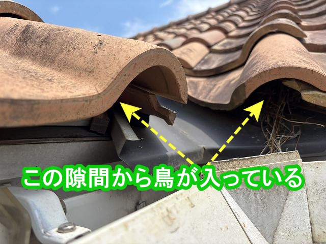 S型瓦のR状の隙間から鳥が侵入している