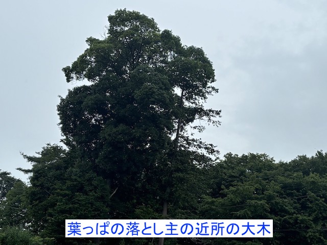 雨樋に落ち葉を落としている大木