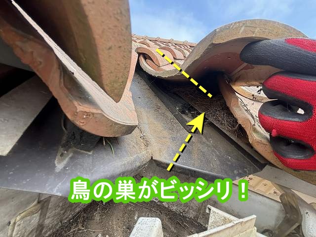 谷瓦を浮かせて覗き込むと、鳥の巣がビッシリ