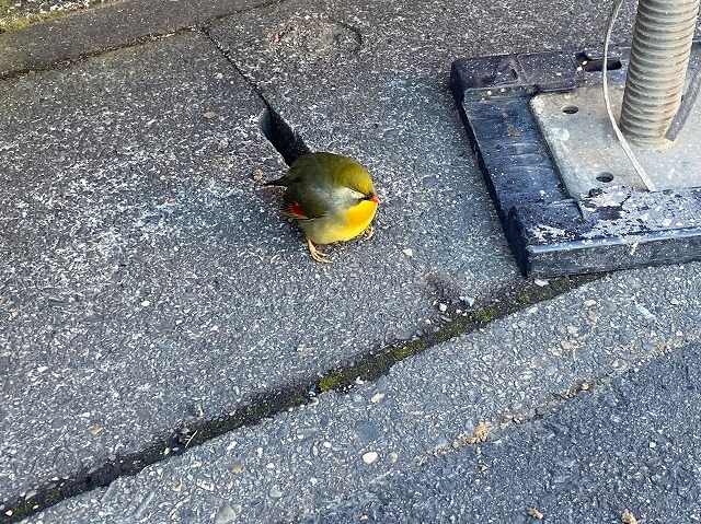 日立市の現場に迷い込んだソウシチョウ