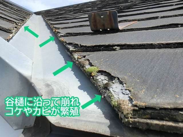 パミール屋根谷樋に沿ってコケカビ繁殖