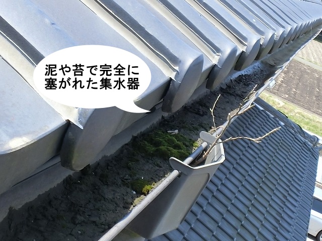 雨樋交換工事泥と苔で塞がれた集水器