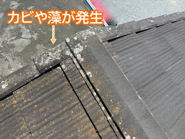 葺き替えて8年でカビや藻が発生した石粒付きジンカリウム