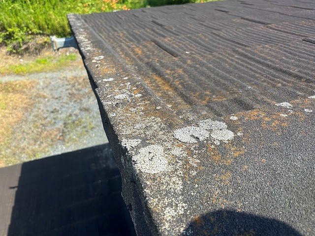 カビや藻が発生した石粒付き金属屋根は本当にメンテナンスフリーで大丈夫？