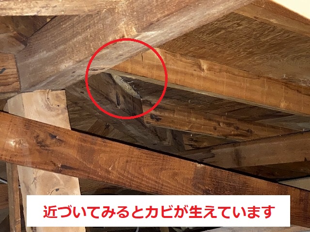 近づいてみると降り棟にカビが生えています