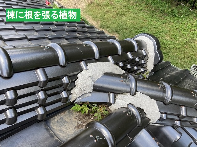 棟瓦根に根を張る植物
