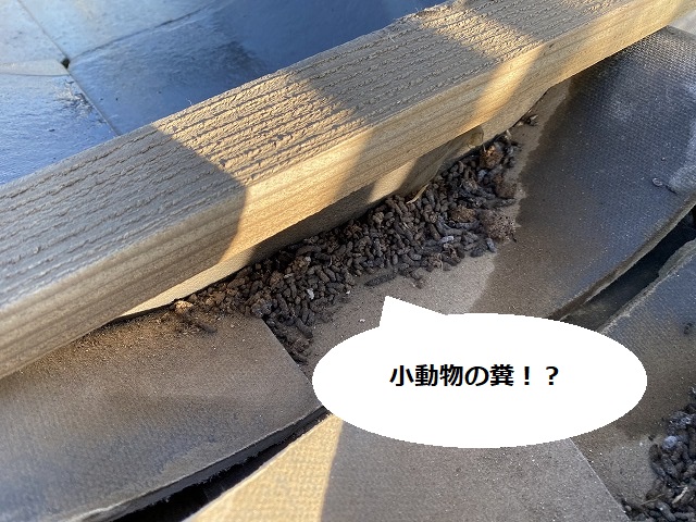 解体した棟部から小動物の糞