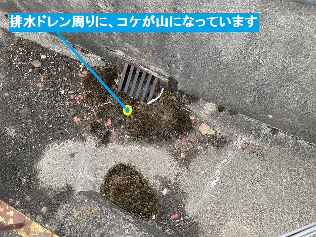 ドレン周りに、コケが山になっている状態
