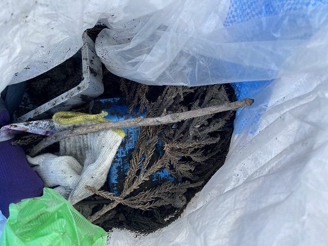 雨樋から撤去したゴミ