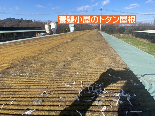 石岡市養鶏小屋トタン屋根の全景