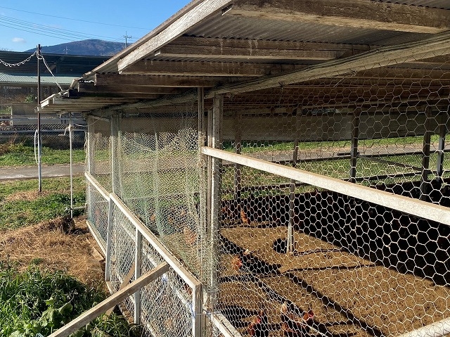 石岡市養鶏小屋トタン屋根の点検